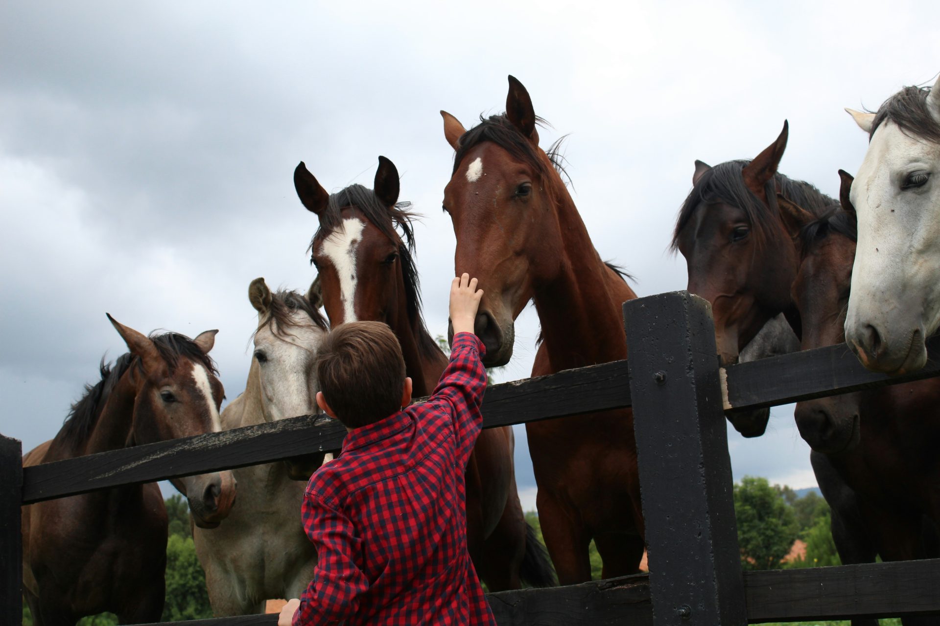 woman in red and white checkered dress shirt standing next to brown horse during daytime